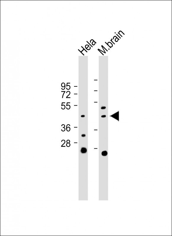 Rabbit Polyclonal Antibody to GHSR