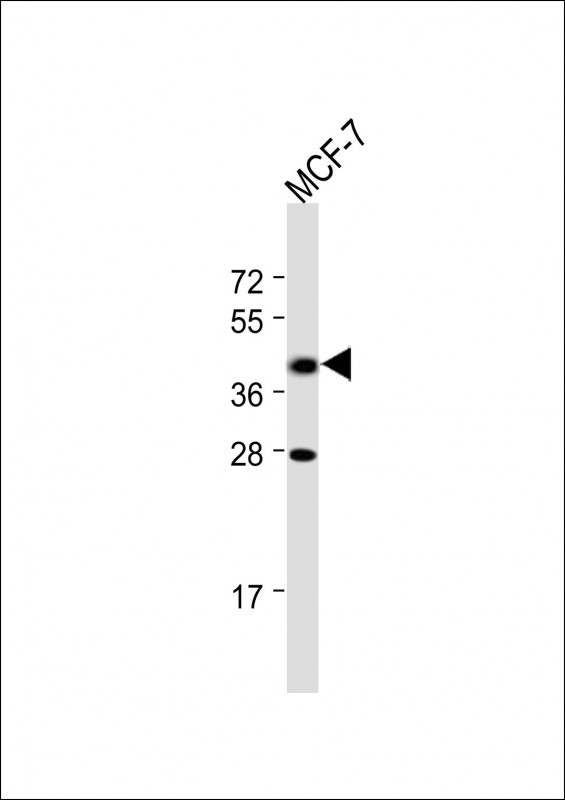 Rabbit Polyclonal Antibody to MR1
