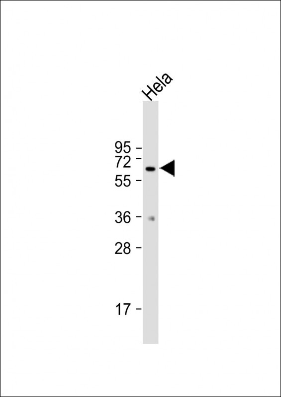 Mouse Monoclonal Antibody to MB21D1