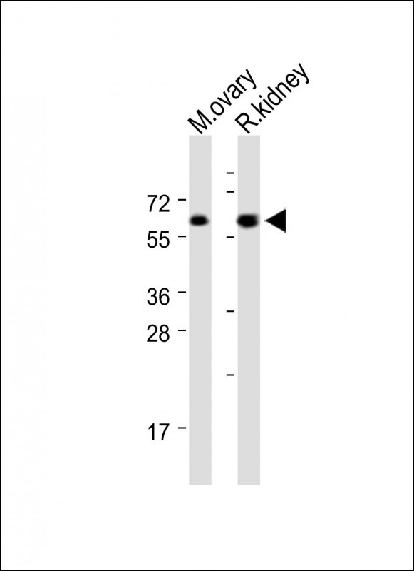 Rabbit Polyclonal Antibody to ANGPT2