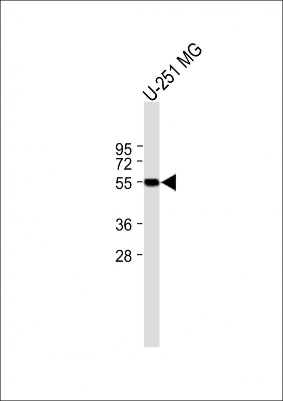 Rabbit Polyclonal Antibody to RGAG4