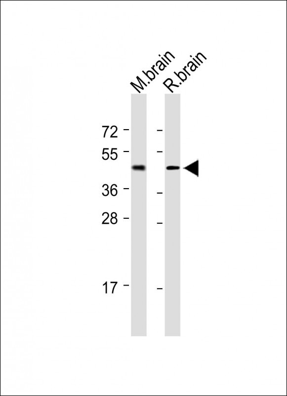 Rabbit Polyclonal Antibody to MCHR1
