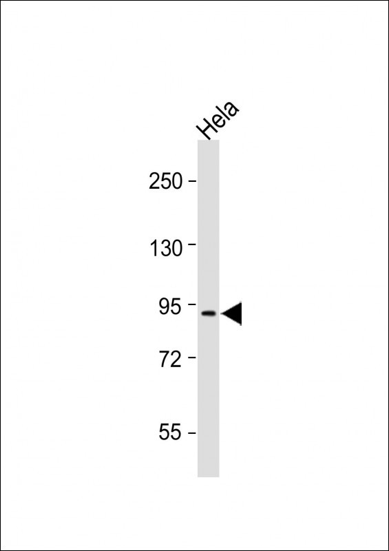 Rabbit Polyclonal Antibody to SCUBE2 (Center N266)