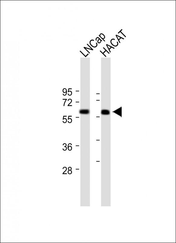 Rabbit Polyclonal Antibody to APCDD1 (N-term)