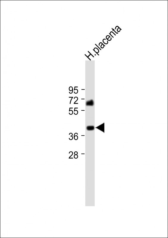 Rabbit Polyclonal Antibody to P11 (N-term)