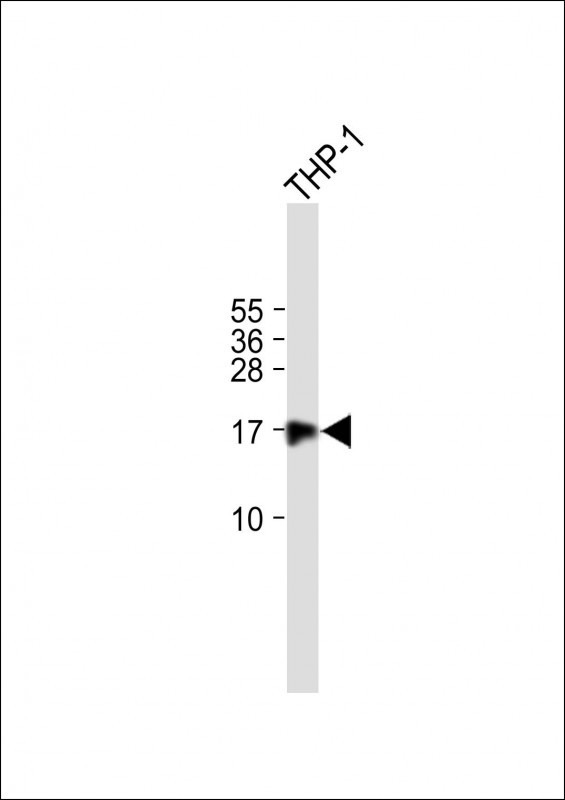 Rabbit Polyclonal Antibody to FAM100B