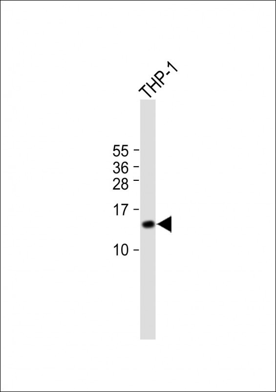 Rabbit Polyclonal Antibody to C15orf37