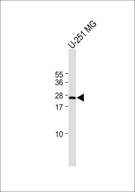 Rabbit Polyclonal Antibody to CRIP3