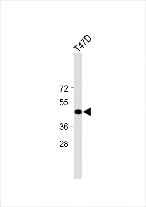 Rabbit Polyclonal Antibody to Mouse Styk1