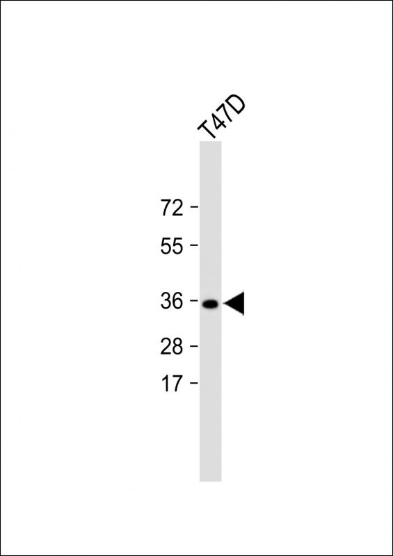 Mouse Monoclonal Antibody to PENK