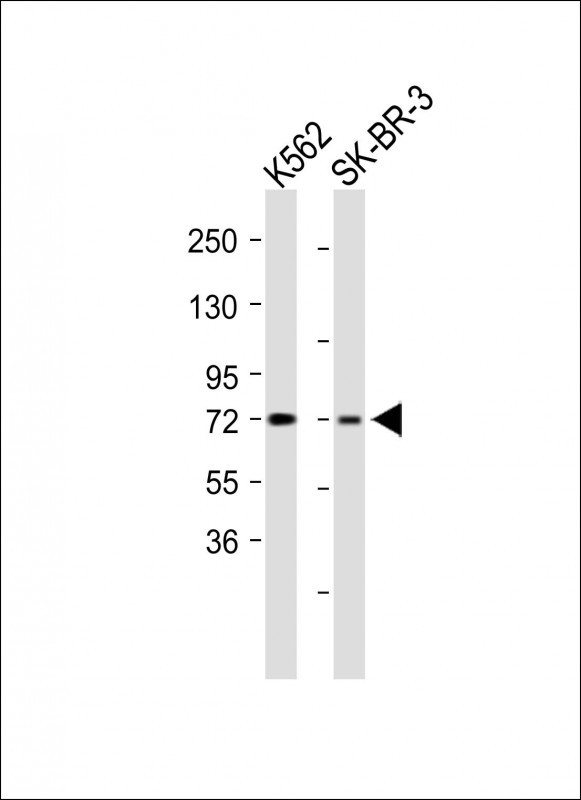 Rabbit Polyclonal Antibody to C12orf56 (N-term)