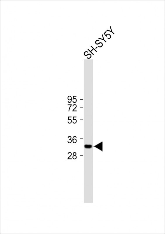 Rabbit Polyclonal Antibody to C2orf73 (N-term)