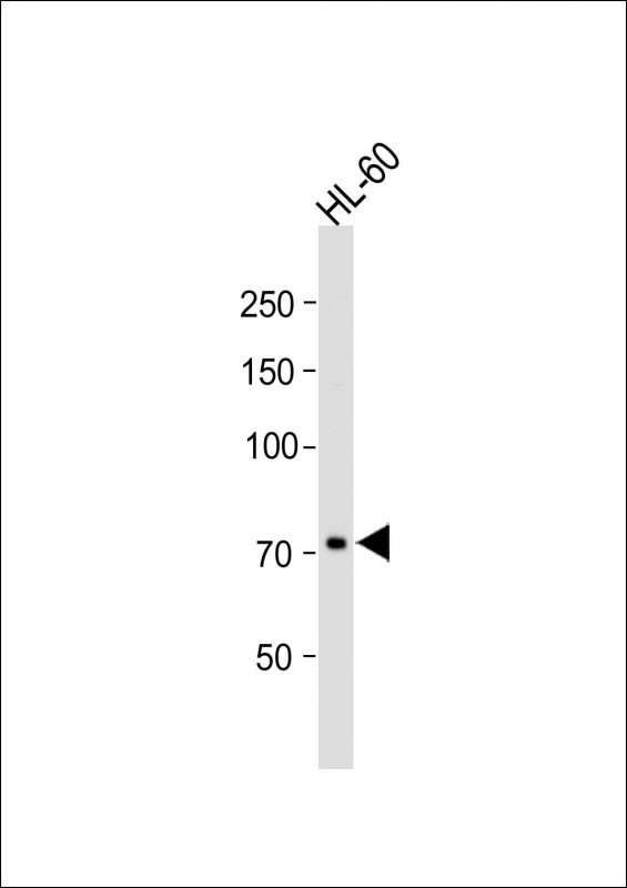 Rabbit Polyclonal Antibody to TM9SF2 (N-term)