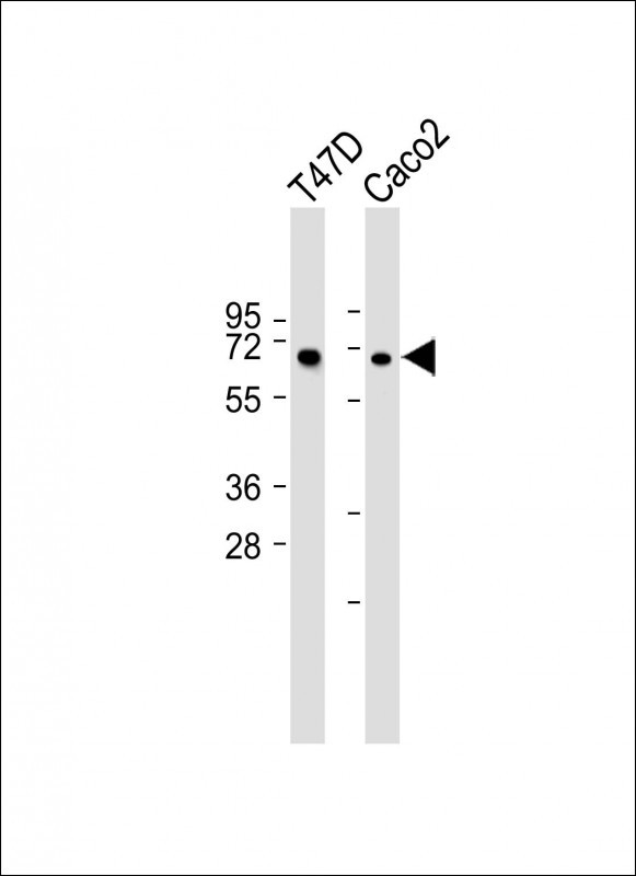 Rabbit Polyclonal Antibody to MPP7 (N-term)