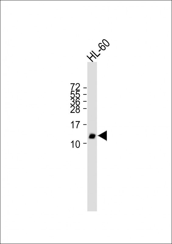 Rabbit Polyclonal Antibody to GHRH (N-term)