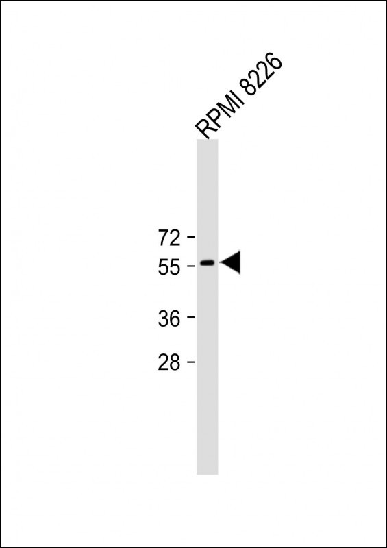 Rabbit Polyclonal Antibody to SLC7A13