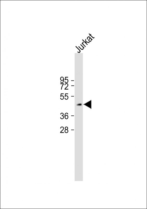 Rabbit Polyclonal Antibody to Mouse Cdk15 (N-term)