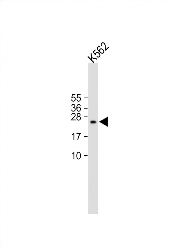 Rabbit Polyclonal Antibody to PMCH