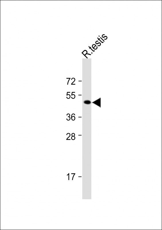 Rabbit Polyclonal Antibody to KCTD13
