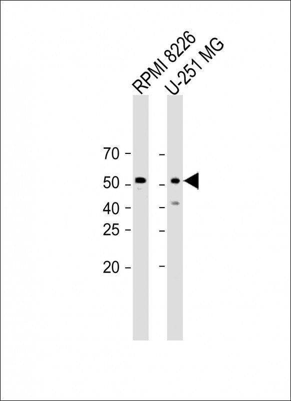 Rabbit Polyclonal Antibody to GABRG3 (N-term)