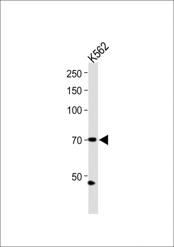 Rabbit Polyclonal Antibody to ZNF595