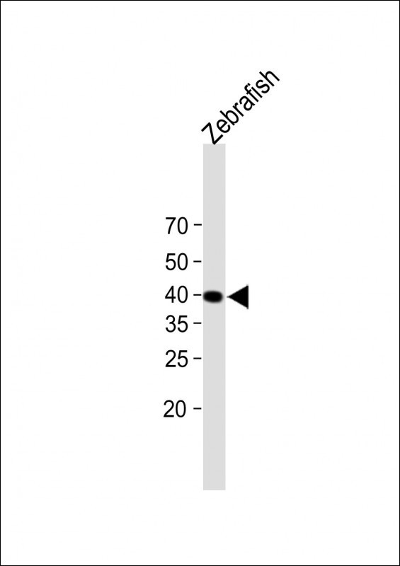 Rabbit Polyclonal Antibody to DANRE actba