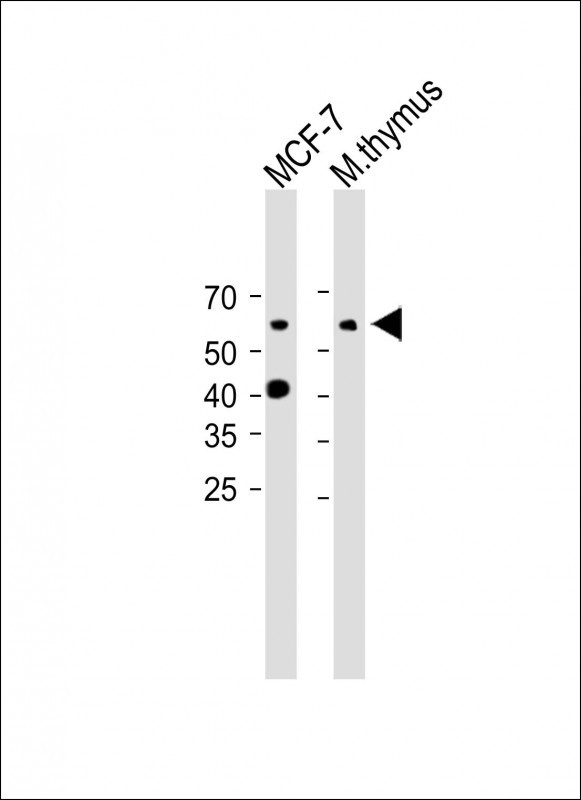 Rabbit Polyclonal Antibody to Mouse Srms