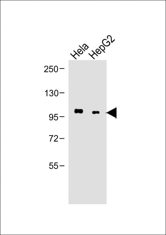 Rabbit Polyclonal Antibody to LGR5 (N-term)