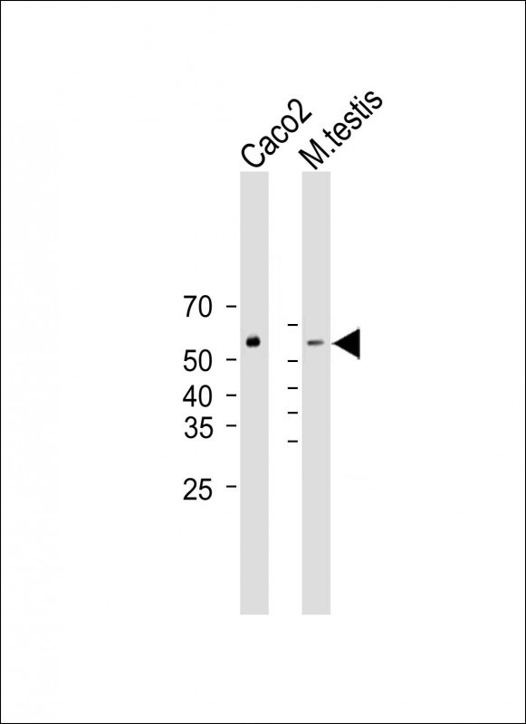 Rabbit Polyclonal Antibody to DHCR7