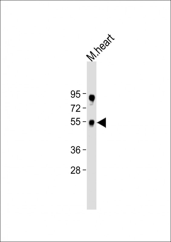 Rabbit Polyclonal Antibody to RBM45
