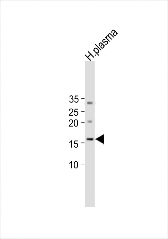 Rabbit Polyclonal Antibody to IL4