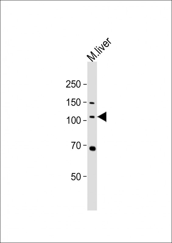 Mouse Monoclonal Antibody to NLRP12