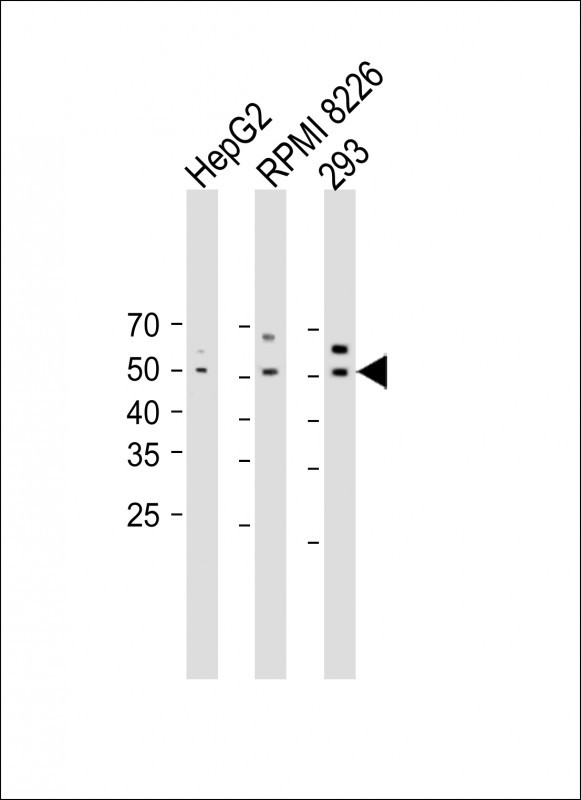 Rabbit Polyclonal Antibody to SOX8