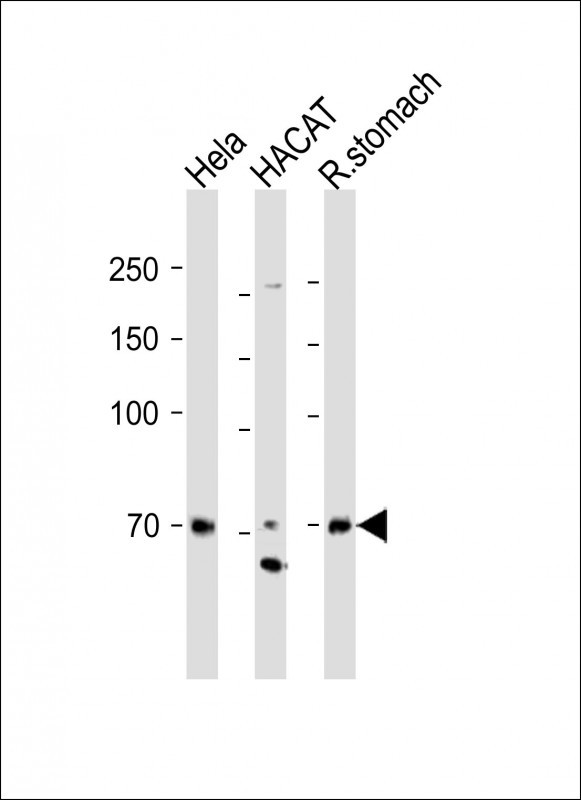 Rabbit Polyclonal Antibody to ITGB8