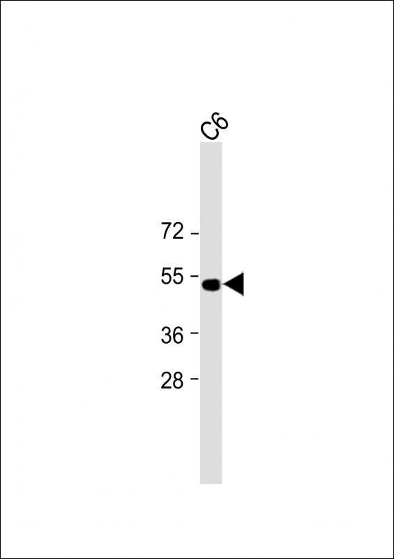 Mouse Monoclonal Antibody to PSMC2