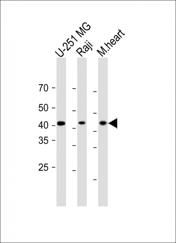Mouse Monoclonal Antibody to MTHFD2