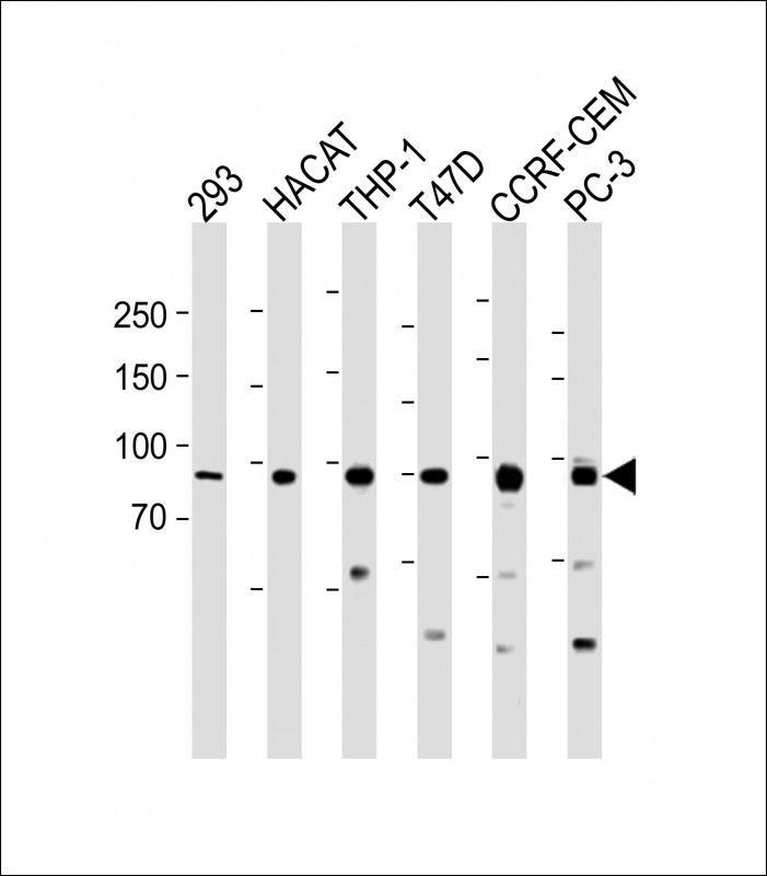 Rabbit Polyclonal Antibody to USP29
