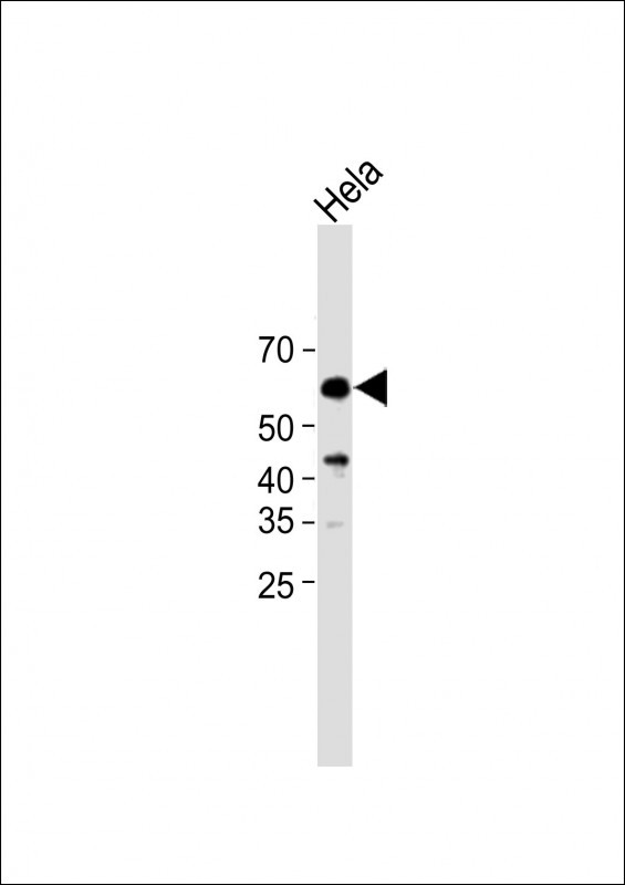 Rabbit Polyclonal Antibody to Mouse Yes1