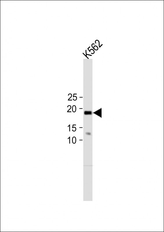 Rabbit Polyclonal Antibody to C4orf32