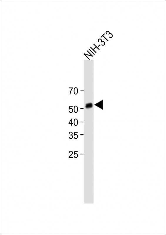 Rabbit Polyclonal Antibody to M Mlkl