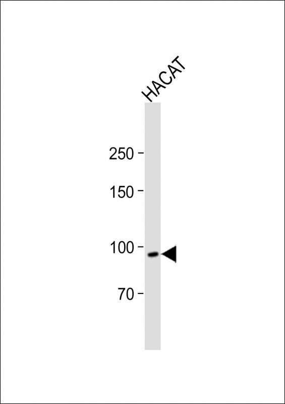 Rabbit Polyclonal Antibody to dik