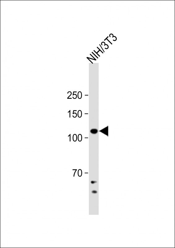 Rabbit Polyclonal Antibody to Mouse Dnmt3b