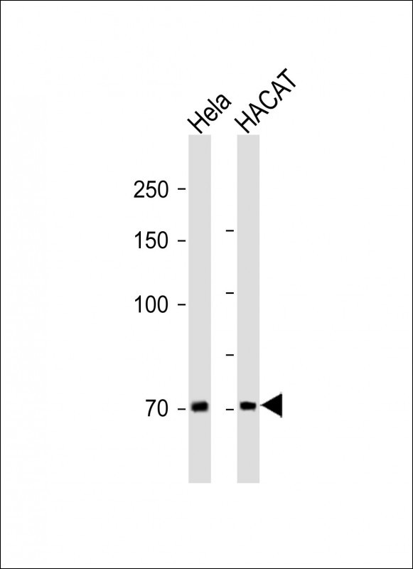 Rabbit Polyclonal Antibody to OLFML2A (N-term)
