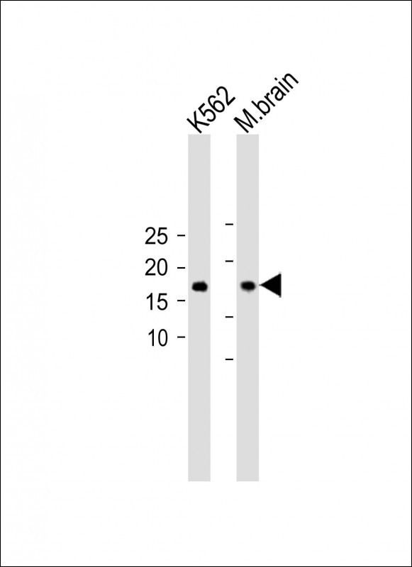 Rabbit Polyclonal Antibody to TNFSF4