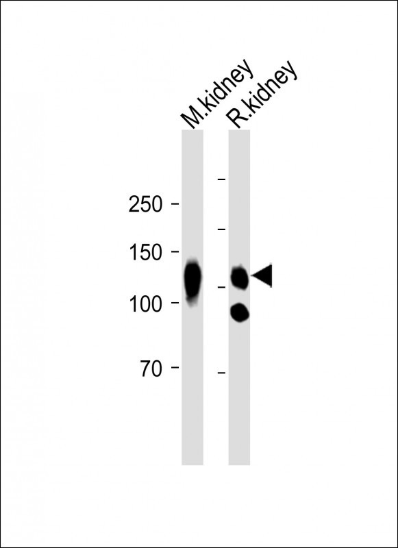 Rabbit Polyclonal Antibody to TMEM132E