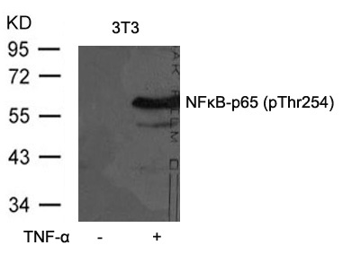 Rabbit Polyclonal Antibody to NFkB-p65(Phospho-Thr254)
