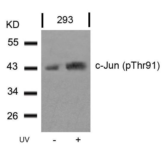 Rabbit Polyclonal Antibody to c-Jun(Phospho-Thr91)