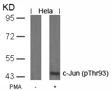Rabbit Polyclonal Antibody to c-Jun(Phospho-Thr93)