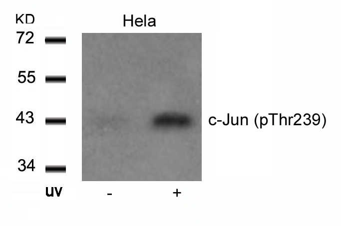 Rabbit Polyclonal Antibody to c-Jun(Phospho-Thr239)