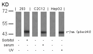 Rabbit Polyclonal Antibody to c-Jun(Phospho-Ser243)